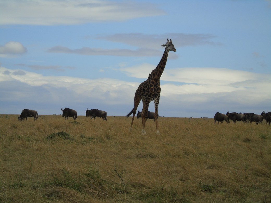 giraffe mara.JPG