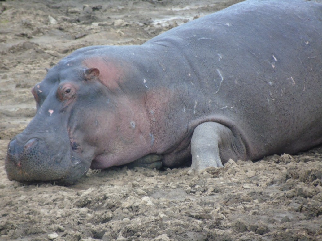 hipo.JPG