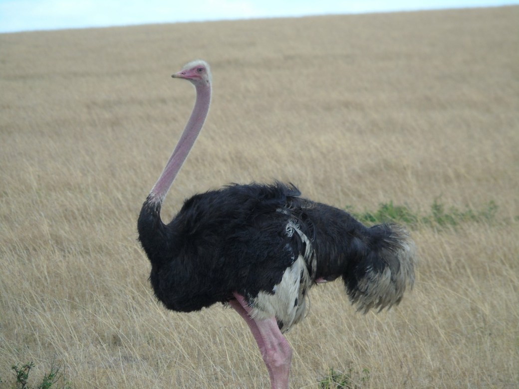 ostrich.JPG